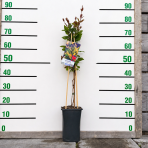 Zemolez ovíjavý (Lonicera periclymenum) - výška 70-90 cm, kont. C3L - VYVIAZANÁ